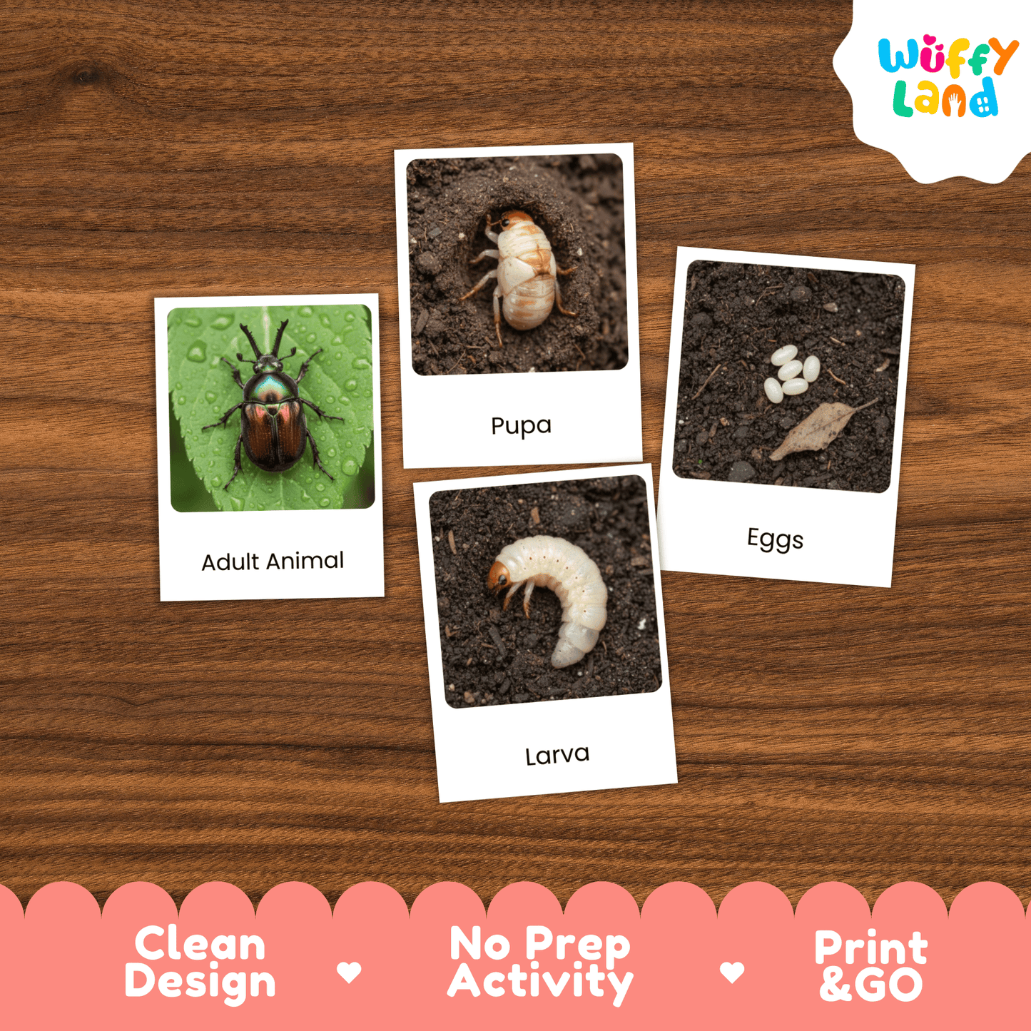 Beetle Life Cycle Montessori 3-Part Cards - Science Zoology Flashcards