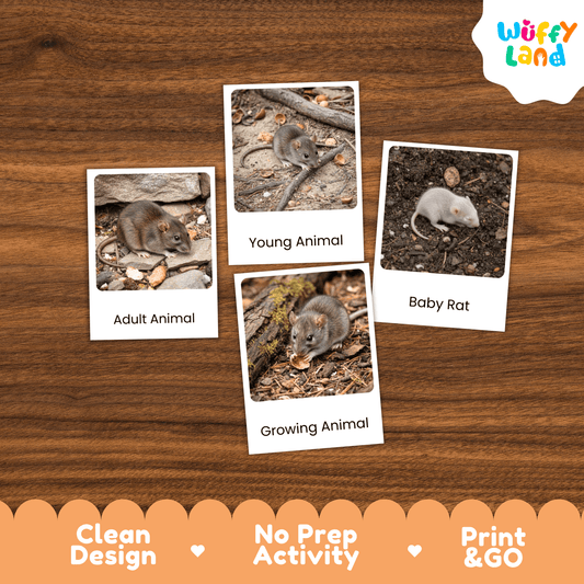 Rat Life Cycle Montessori 3-Part Cards - Science Zoology Rodent Flashcards