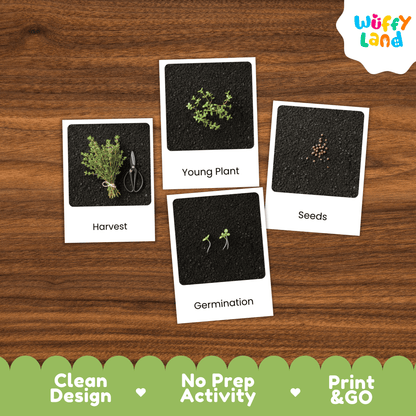 Thyme Life Cycle Montessori 3-Part Cards - Science Botany Flashcards
