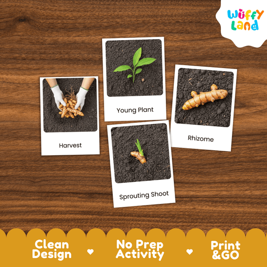 Turmeric Life Cycle Montessori 3-Part Cards - Science Botany Flashcards