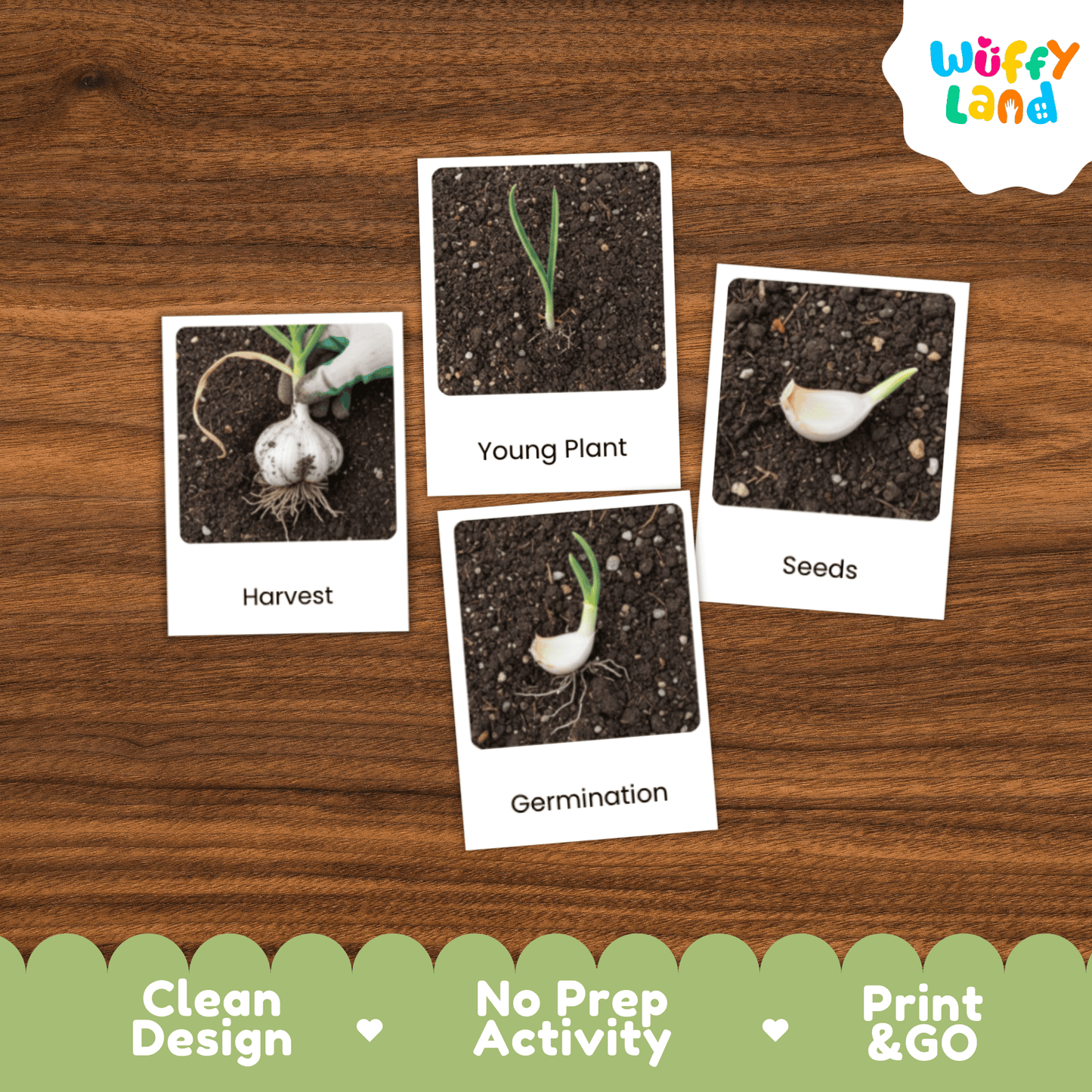 Garlic Life Cycle Flashcards Montessori 3 Part Cards Science Activity Garden