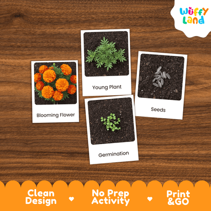 Marigold Life Cycle Montessori 3-Part Cards - Science Botany Flashcards