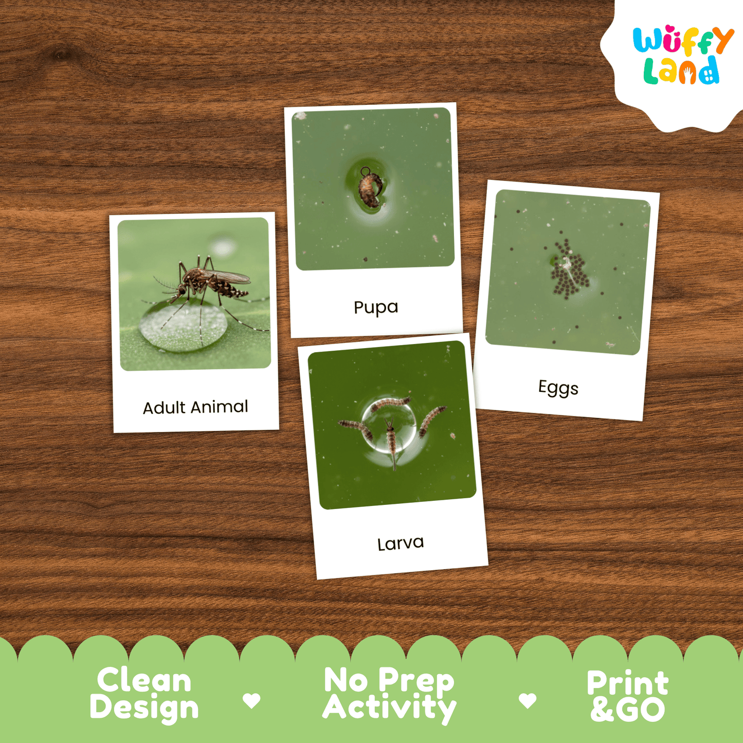 Mosquito Life Cycle Montessori 3-Part Cards - Science Zoology Flashcards