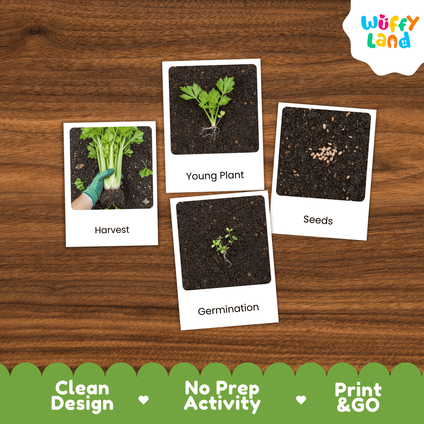 Celery Life Cycle Activity Cut Paste Worksheet Science Plant Growth Sequencing