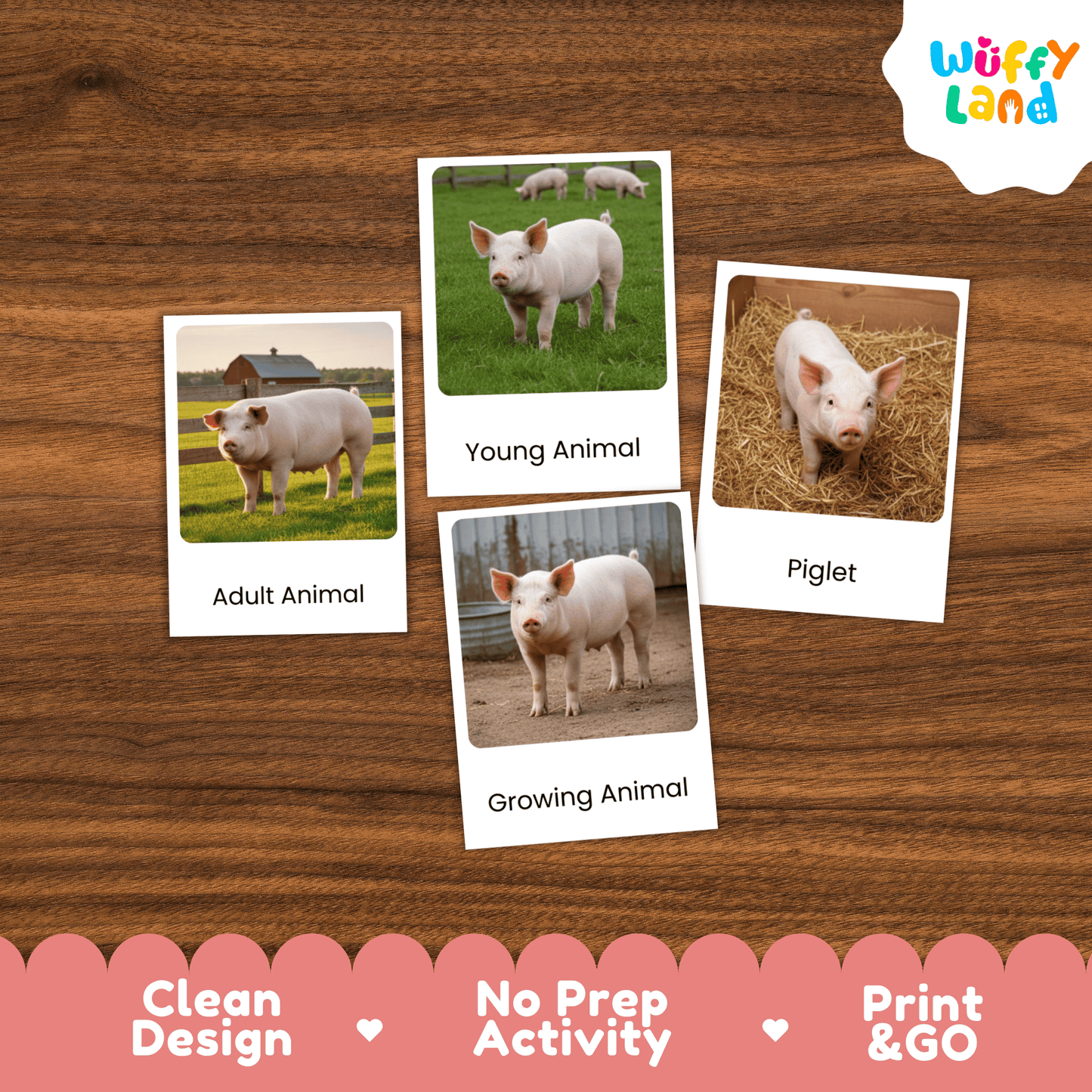 Pig Life Cycle Montessori 3-Part Cards - Science Zoology Flashcard