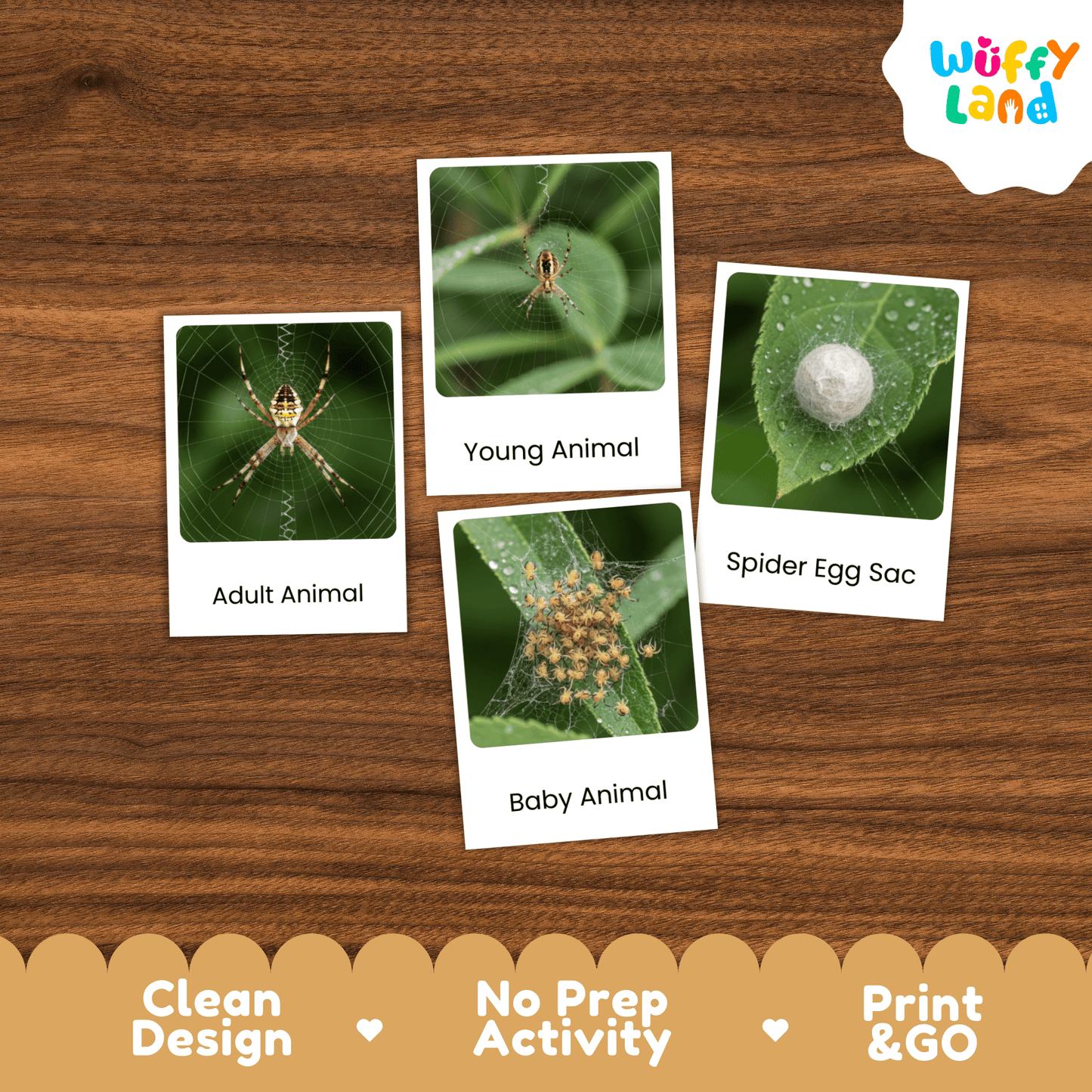 Spider Life Cycle Montessori 3-Part Cards - Science Zoology Arachnid Flashcards