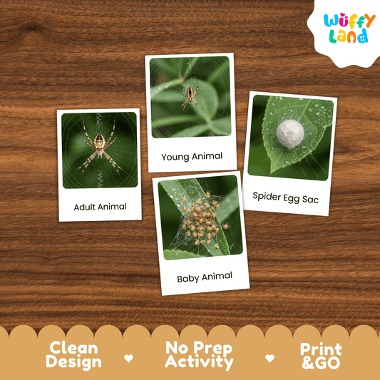 Spider Life Cycle Montessori 3-Part Cards - Science Zoology Arachnid Flashcards