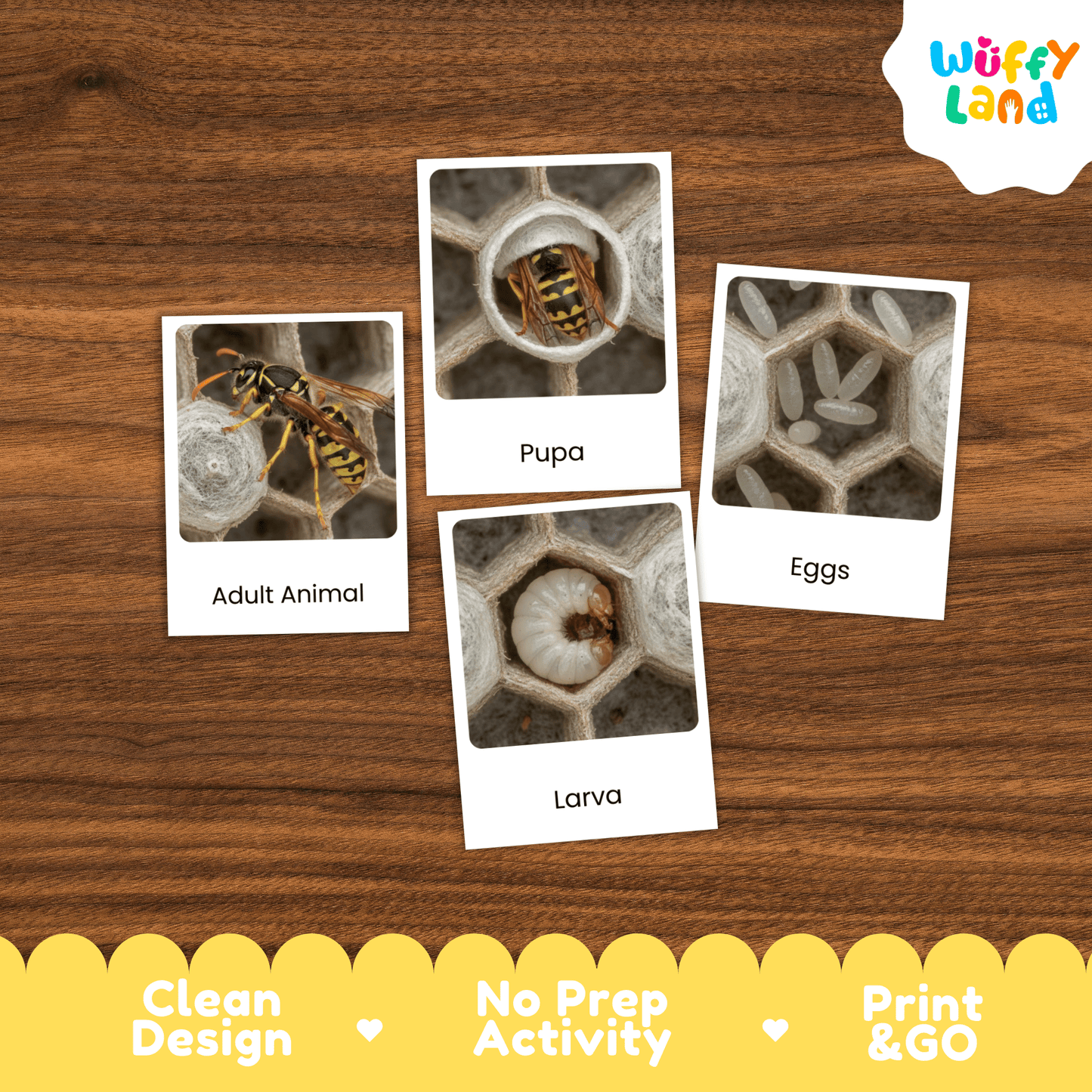 Wasp Life Cycle Montessori 3-Part Cards - Science Zoology Flashcards