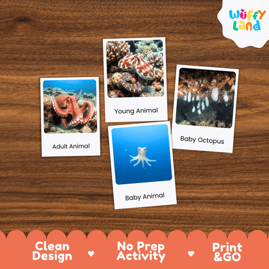 Octopus Life Cycle Montessori 3-Part Cards - Science Zoology Marine Flashcards