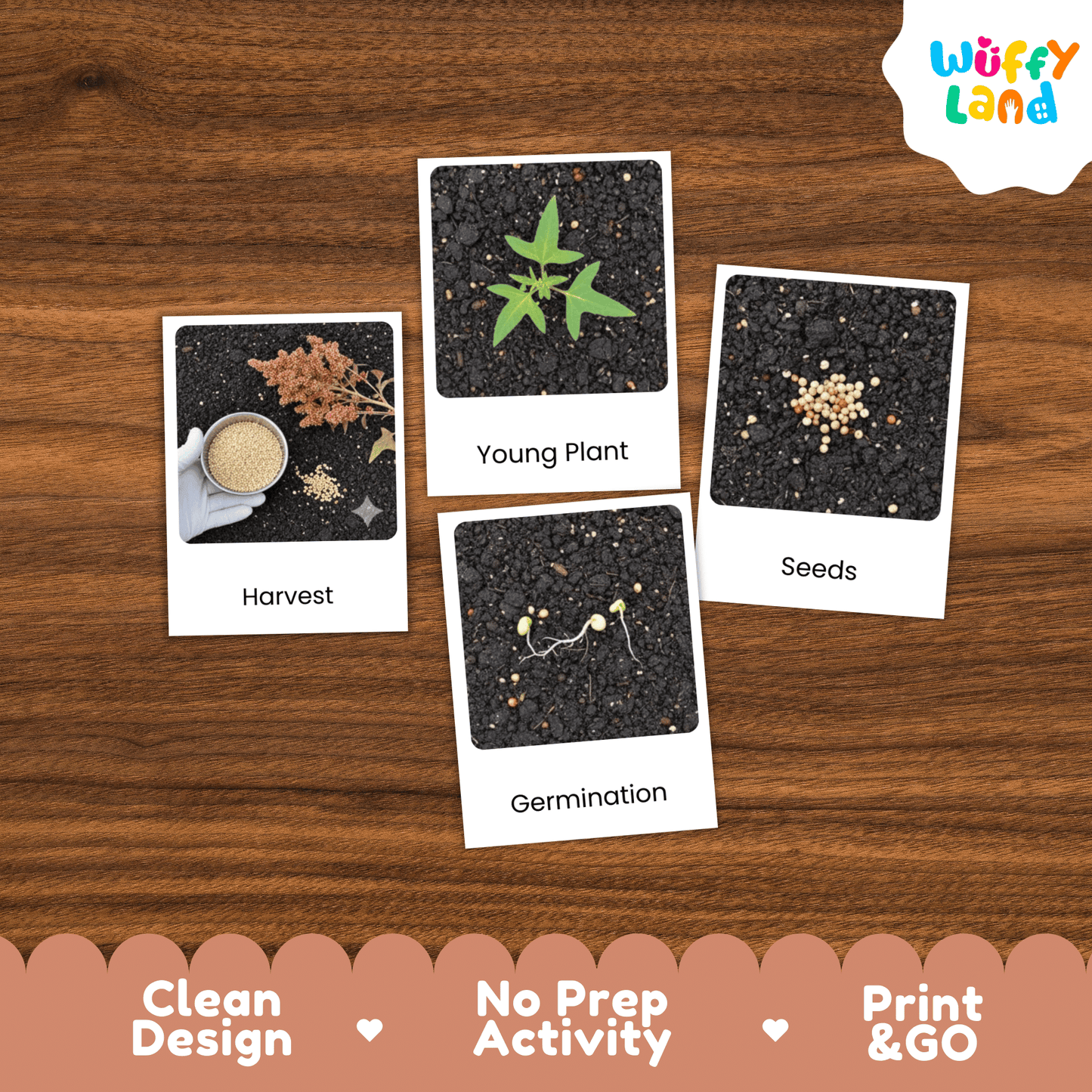 Quinoa Life Cycle Montessori 3-Part Cards - Science Botany Flashcards