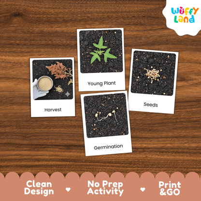 Quinoa Life Cycle Montessori 3-Part Cards - Science Botany Flashcards