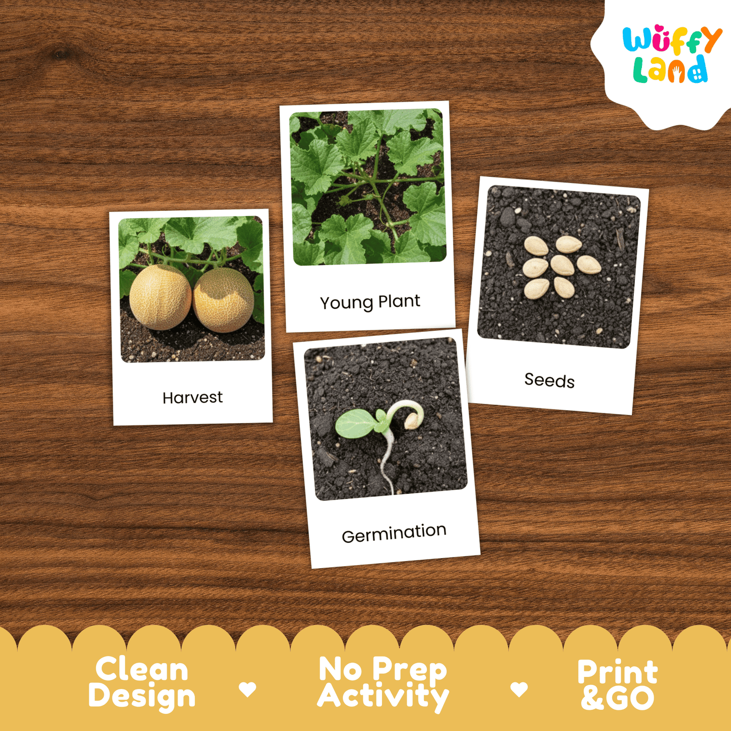 Melon Cantaloupe Life Cycle Activity Worksheet Science Plant Sequence