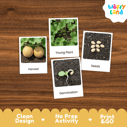 Melon Cantaloupe Life Cycle Activity Worksheet Science Plant Sequence