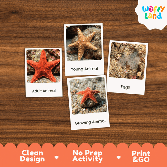 Starfish Life Cycle Montessori 3-Part Cards - Science Zoology Marine Flashcards