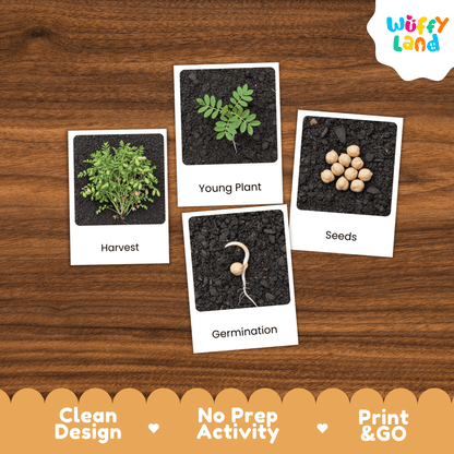 Chickpea Life Cycle Montessori 3-Part Cards - Science Botany Flashcards