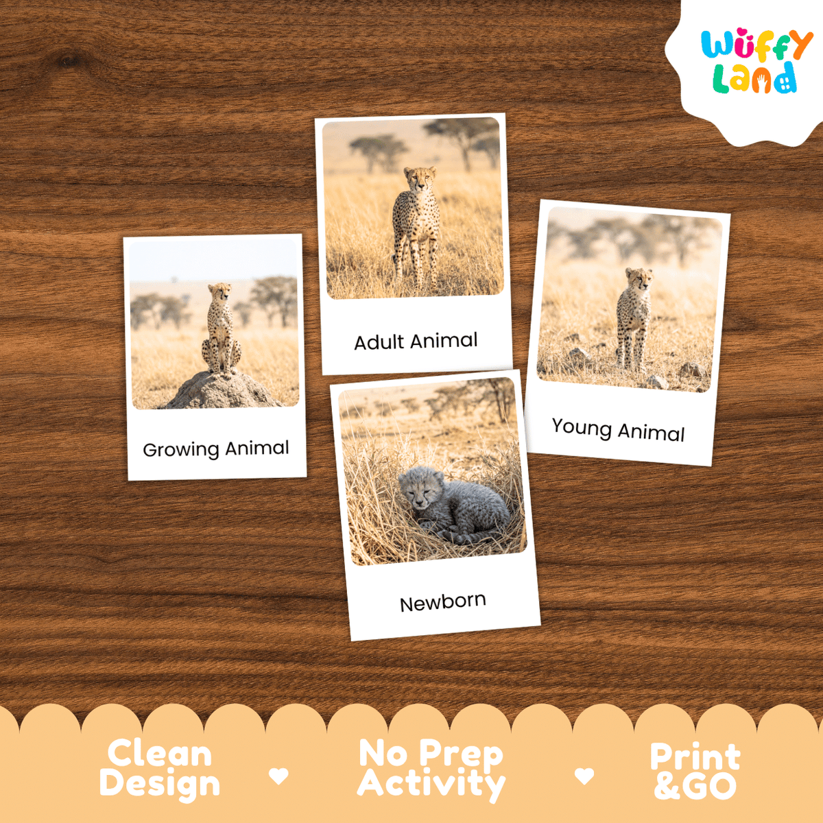 Cheetah Life Cycle Flashcards | Montessori 3 Part Cards Mammal Activity