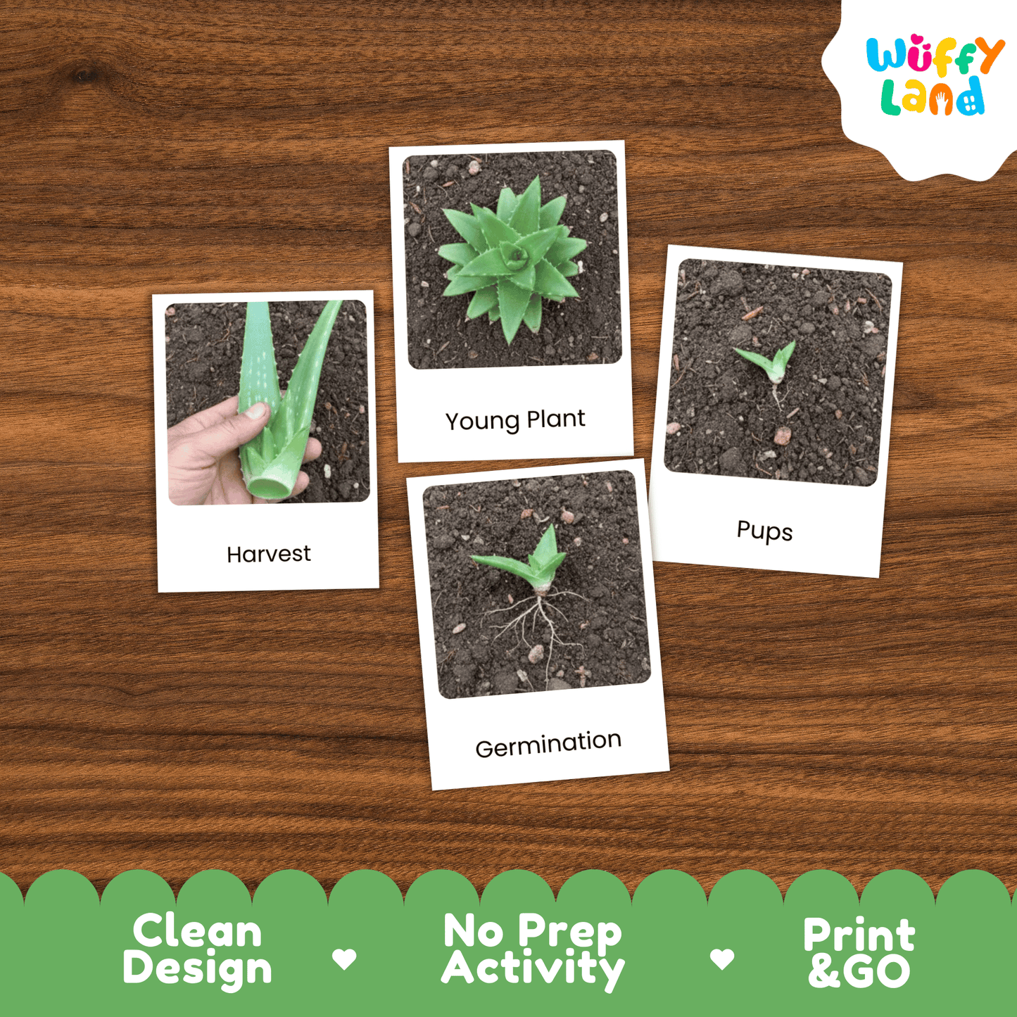 Aloe Vera Life Cycle Montessori 3-Part Cards - Science Botany Flashcards