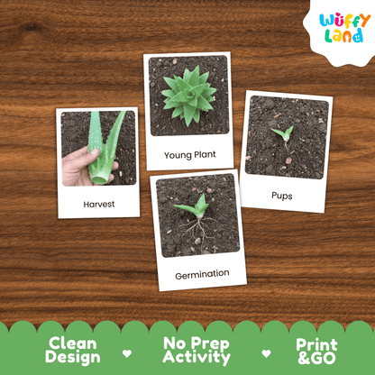 Aloe Vera Life Cycle Montessori 3-Part Cards - Science Botany Flashcards