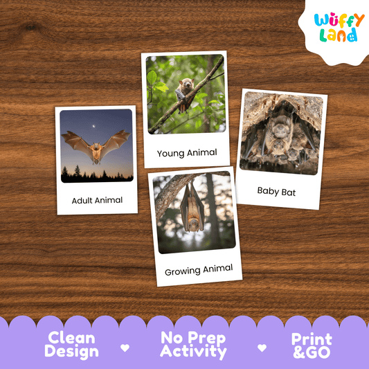 Bat Life Cycle Montessori 3-Part Cards - Science Zoology Mammal Flashcards