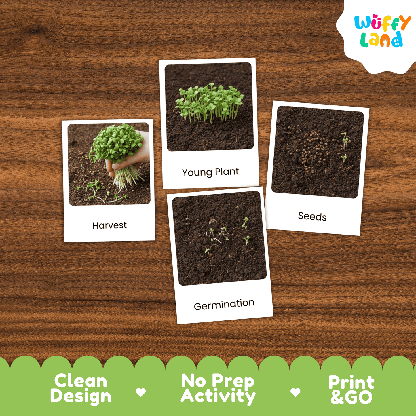 Microgreens Life Cycle Montessori 3-Part Cards - Science Botany Flashcards