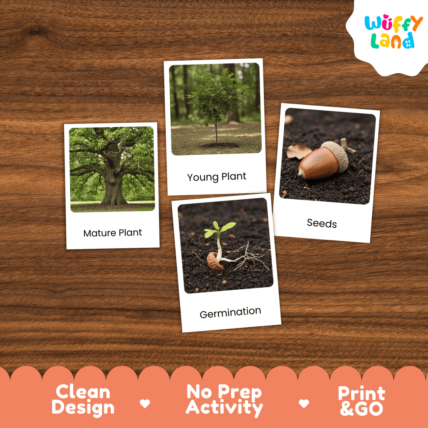 Oak Tree (Acorn) Life Cycle Montessori 3-Part Cards - Science Botany Flashcards