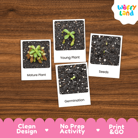 Pitcher Plant Life Cycle Montessori 3-Part Cards - Science Botany Flashcards Wuffyland