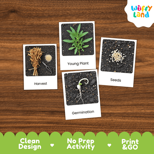 Sesame Life Cycle Montessori 3-Part Cards - Science Botany Flashcards