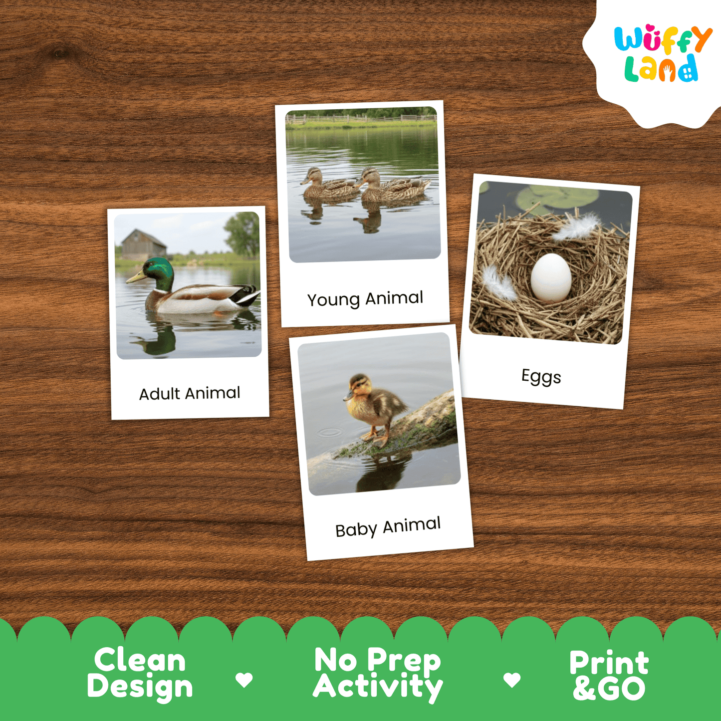 Duck Life Cycle Montessori 3-Part Cards - Science Zoology Flashcards