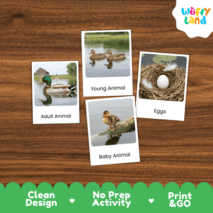 Duck Life Cycle Montessori 3-Part Cards - Science Zoology Flashcards