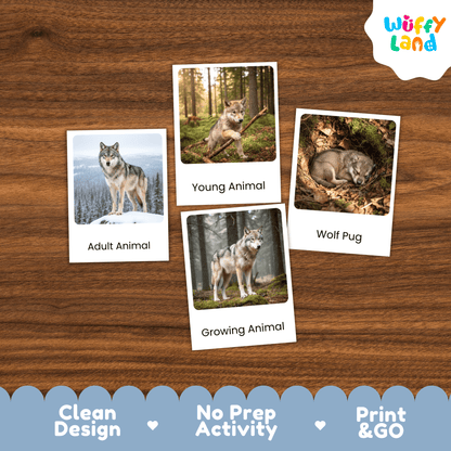 Wolf Life Cycle Montessori 3-Part Cards - Science Zoology Mammal Flashcards