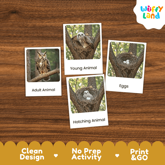 Owl Life Cycle Montessori 3-Part Cards - Science Zoology Flashcards