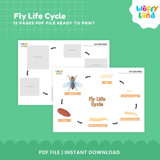 Fly Life Cycle Printable - Educational Science Activity for Kids - Montessori Inspired Learning