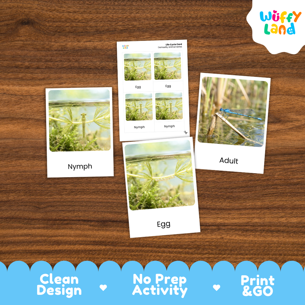 Damselfly Life Cycle Flashcards 3 Part Cards Montessori Science Printable