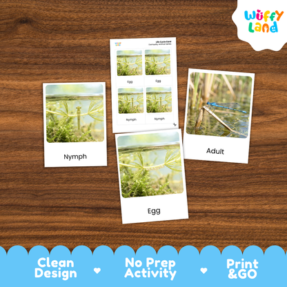 Damselfly Life Cycle Flashcards 3 Part Cards Montessori Science Printable