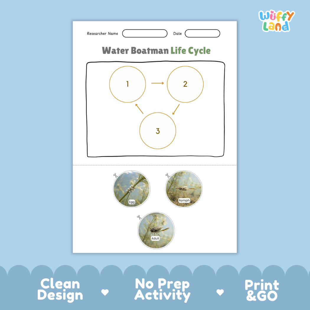 Water Boatman Life Cycle Poster and Cut and Paste Activity Worksheet