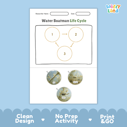 Water Boatman Life Cycle Poster and Cut and Paste Activity Worksheet
