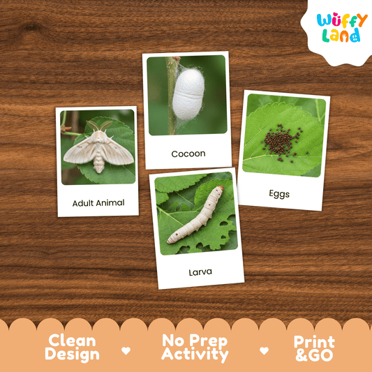 Silkworm Life Cycle Montessori 3-Part Cards - Science Zoology Flashcards