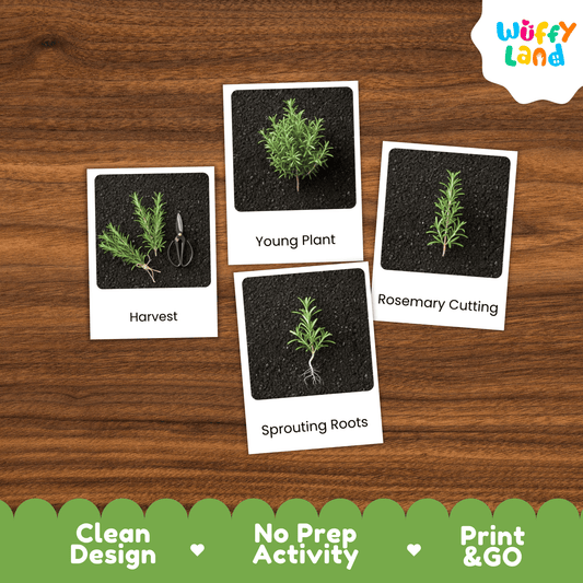 Rosemary Life Cycle Montessori 3-Part Cards - Science Botany Flashcards