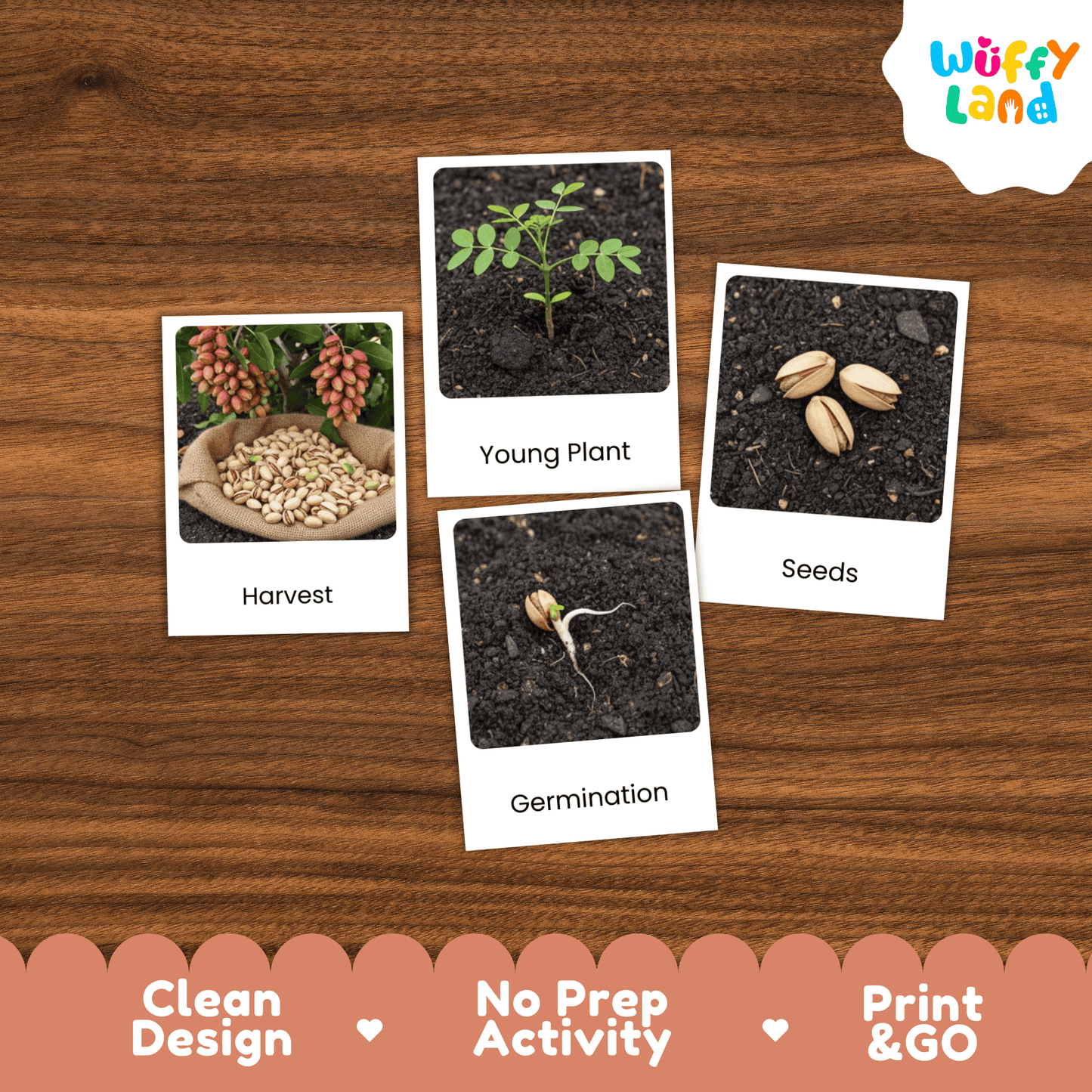 Pistachio Life Cycle Montessori 3-Part Cards - Science Botany Flashcards