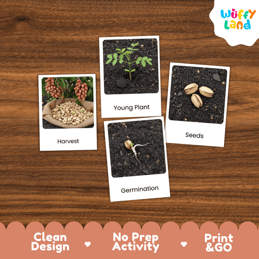 Pistachio Life Cycle Montessori 3-Part Cards - Science Botany Flashcards