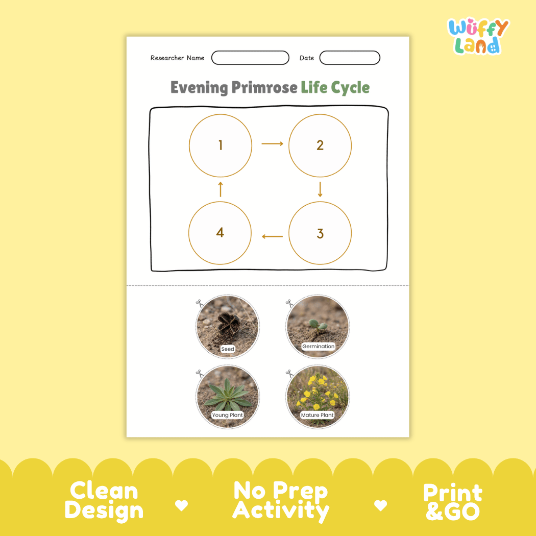 Evening Primrose Life Cycle Poster and Cut and Paste Activity Worksheet