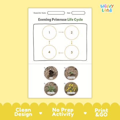 Evening Primrose Life Cycle Poster and Cut and Paste Activity Worksheet