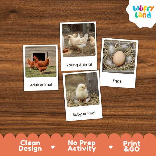 Chicken Life Cycle Montessori 3-Part Cards - Science Zoology Flashcards