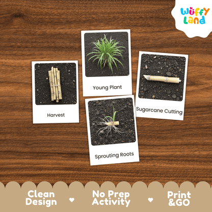 Sugarcane Life Cycle Montessori 3-Part Cards - Science Botany Flashcards