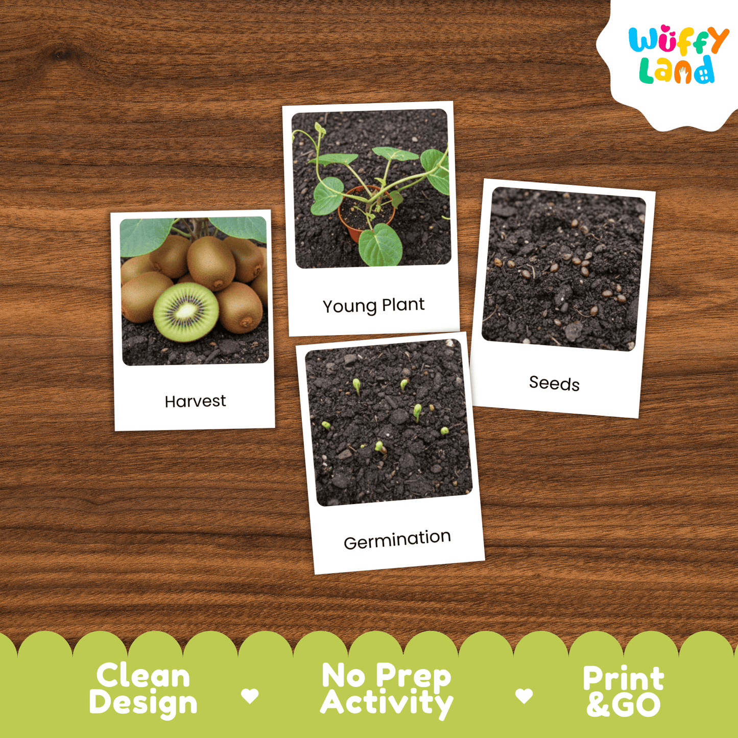 Kiwi Life Cycle Montessori 3-Part Cards - Science Botany Flashcards