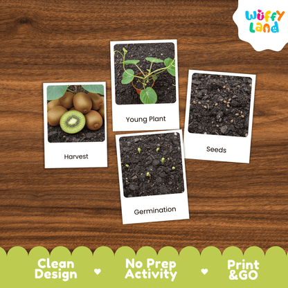 Kiwi Life Cycle Montessori 3-Part Cards - Science Botany Flashcards