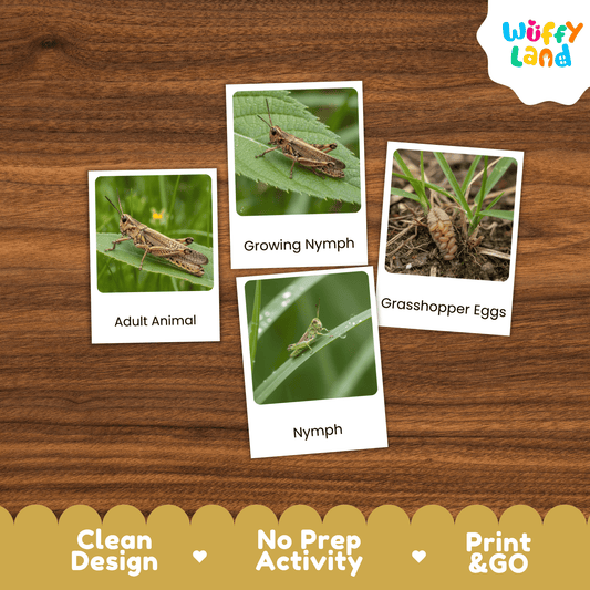 Grasshopper Life Cycle Montessori 3-Part Cards Science Zoology Insect Flashcards