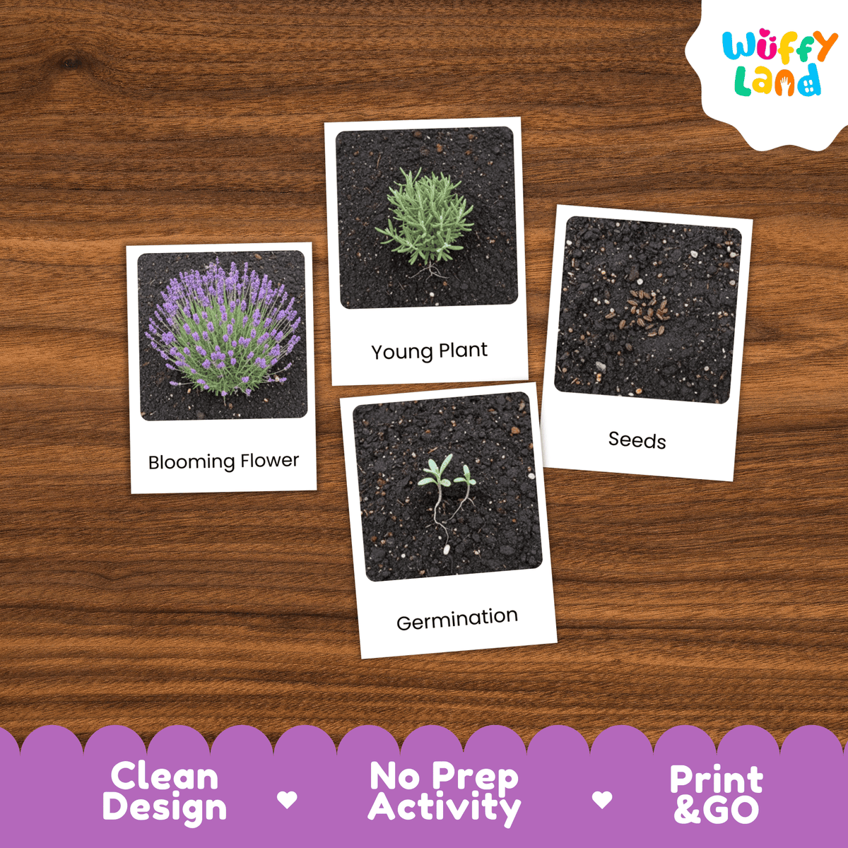 Lavender Life Cycle Montessori 3-Part Cards - Science Botany Flashcards