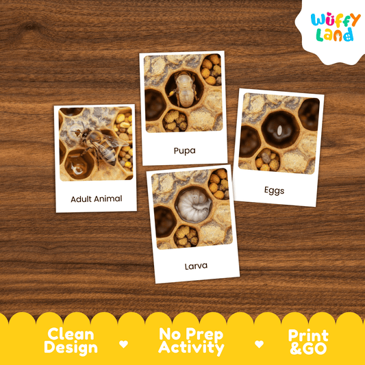 Bee Life Cycle Montessori 3-Part Cards - Science Zoology Flashcards