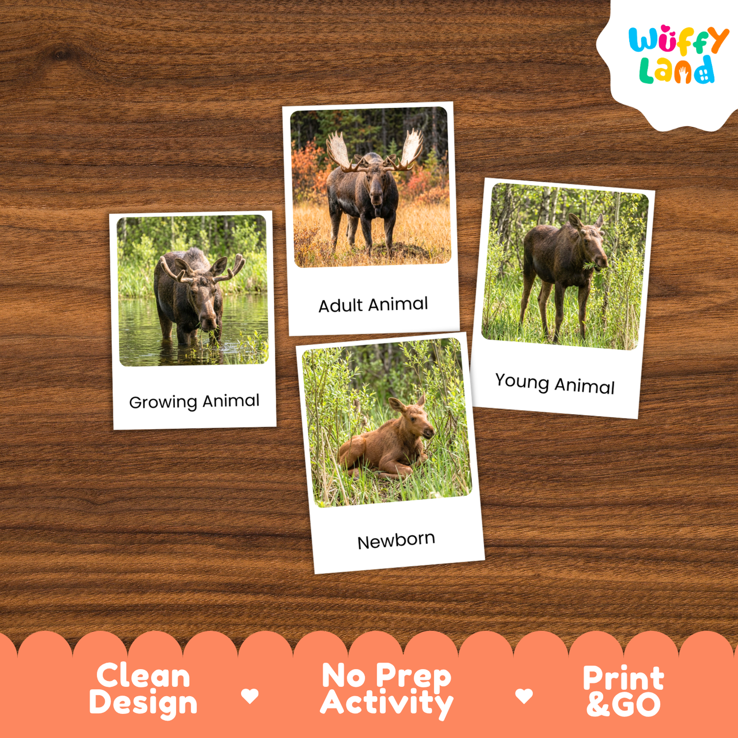 Moose Life Cycle Flashcards | 3 Part Cards Biology Activity